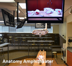 Anatomy at Logan College of Chiropractic/University Programs