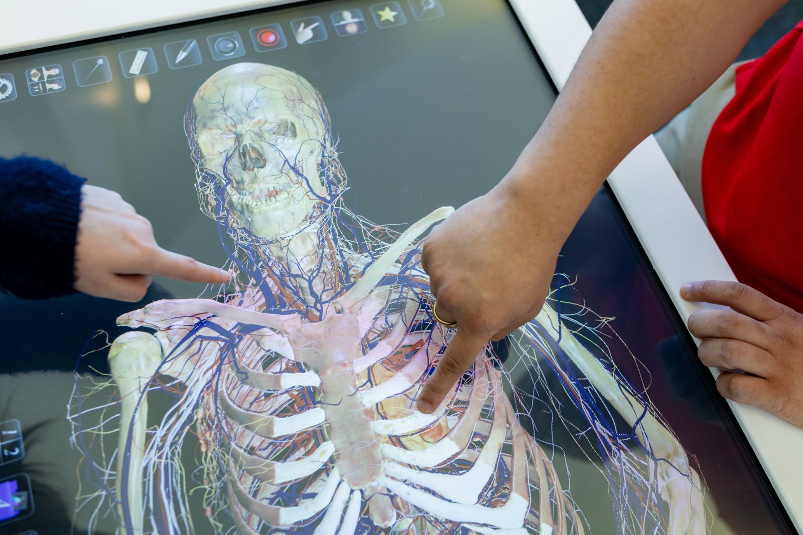 Students explore a 3D skeleton on an anatomy visualization table