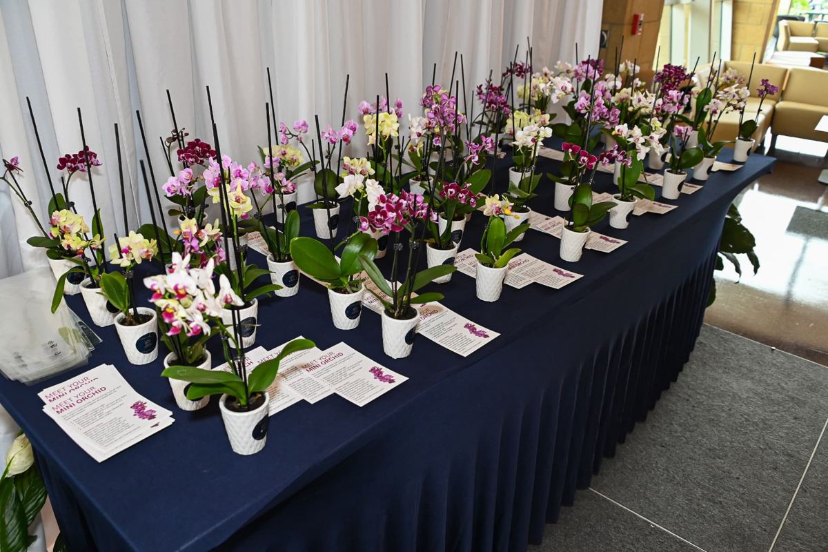 Table of potted mini orchids with care cards, given to donor families at Logan University's memorial ceremony