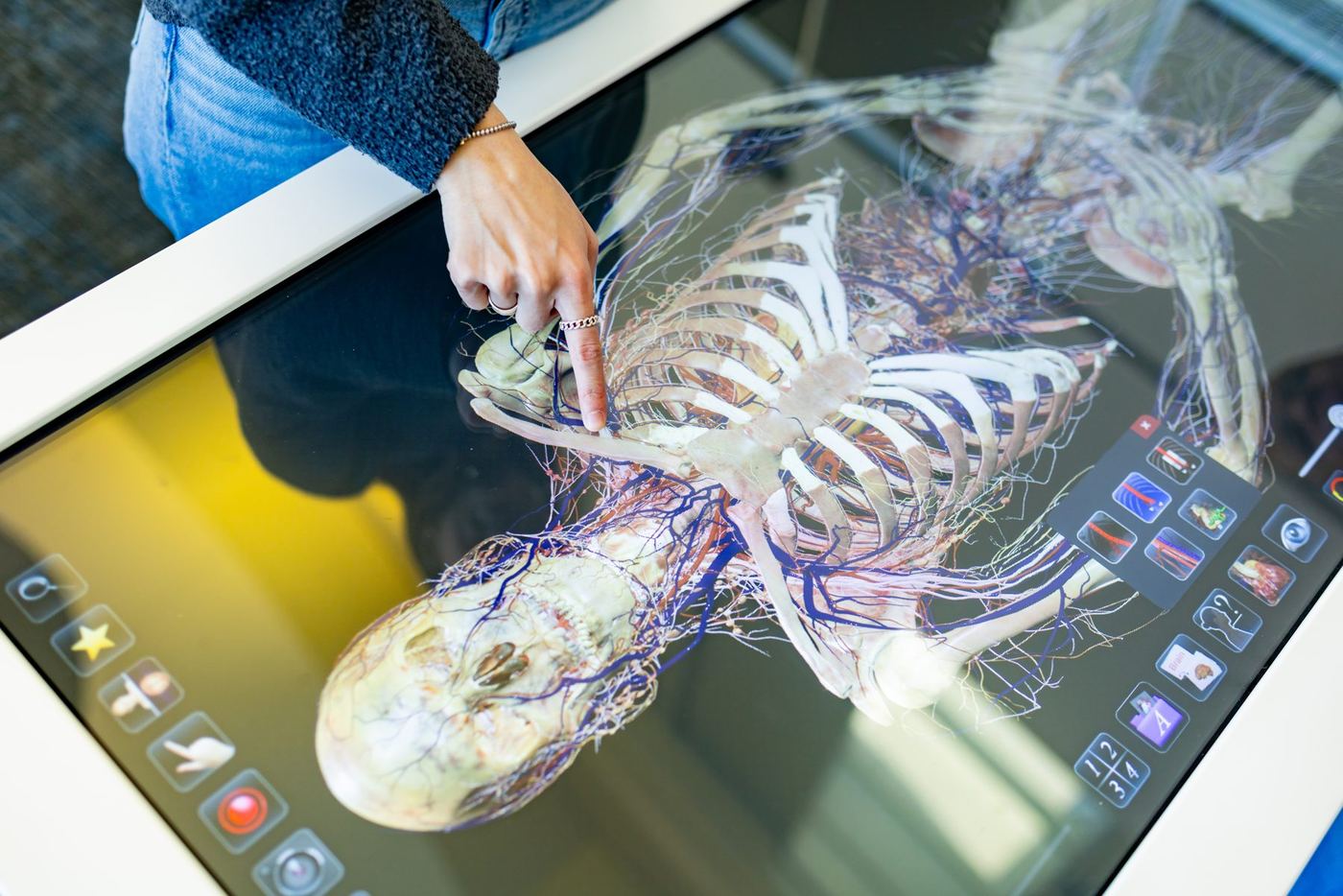 Student's hand pointing at a 3D digital human anatomy model on a large interactive touch screen.